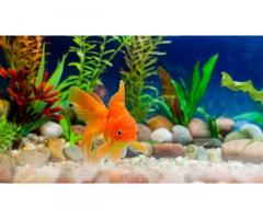 Buy Aquarium Filter online, Best filter and Pump